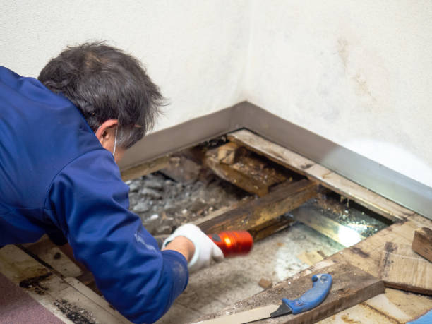 Certified Mold Removal in Port Edwards, WI