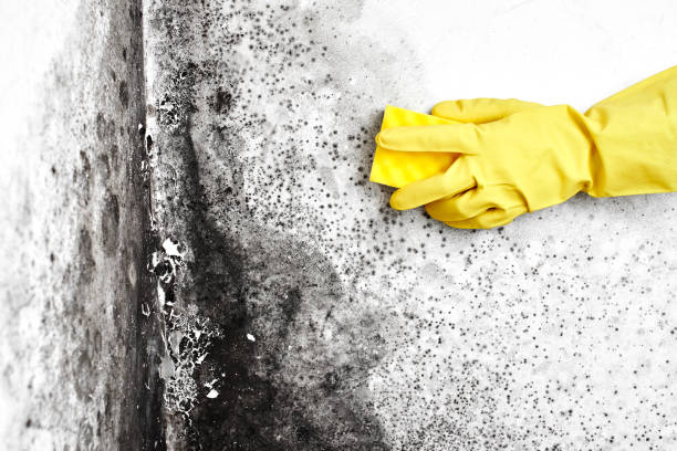 Crawl Space Mold Removal in Port Edwards, WI