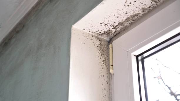 Best Professional Mold Removal  in Port Edwards, WI