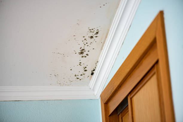Best Certified Mold Removal  in Port Edwards, WI