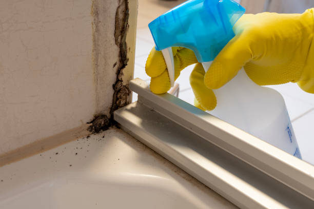 Best Residential Mold Removal  in Port Edwards, WI