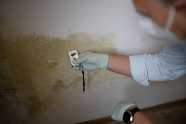 Mold Removal Process in Port Edwards, WI