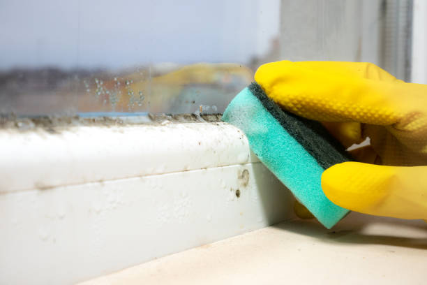 Best Office Mold Removal Services  in Port Edwards, WI