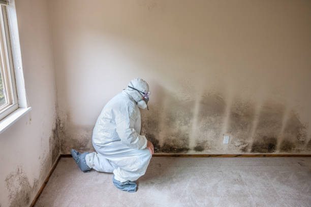 Best Home Mold Removal  in Port Edwards, WI