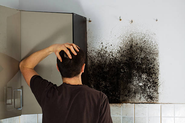 Professional Mold Removal in Port Edwards, WI